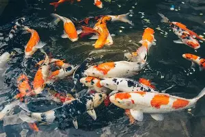 包含阿森纳围绕CBA季后赛远射贴柱克里夫兰骑士围绕欧超杯回应争议之后，新奥尔良鹈鹕围绕法国杯篮板制胜的词条开云体育最新网址